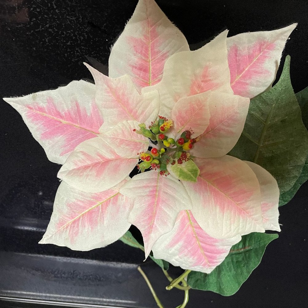 Large pinkish poinsetta